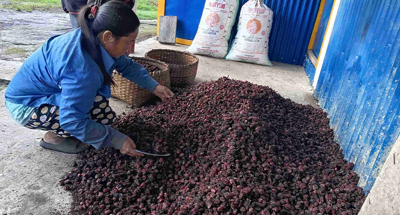अलैँचीको बजार मूल्य निरन्तर ओरालो